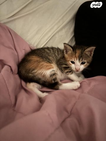 תמונת מודעה - חיות מחמד