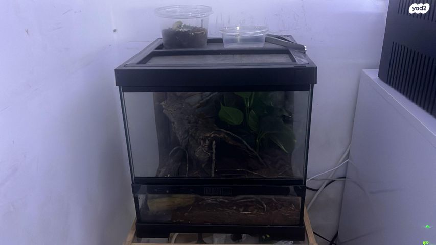 תמונת מודעה - חיות מחמד