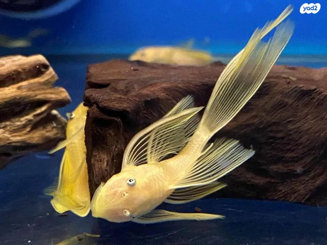 תמונת מודעה - חיות מחמד