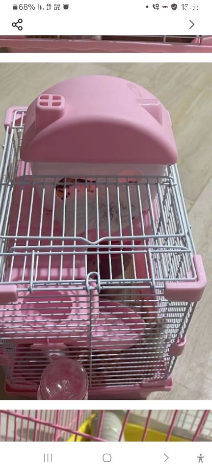 תמונת מודעה - חיות מחמד