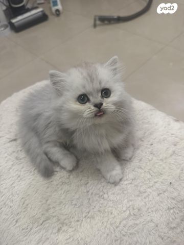 תמונת מודעה - חיות מחמד