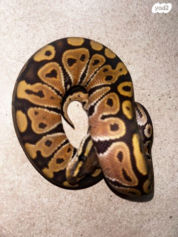 תמונת מודעה - חיות מחמד