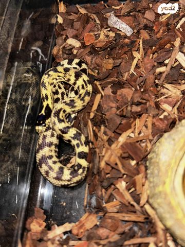 תמונת מודעה - חיות מחמד