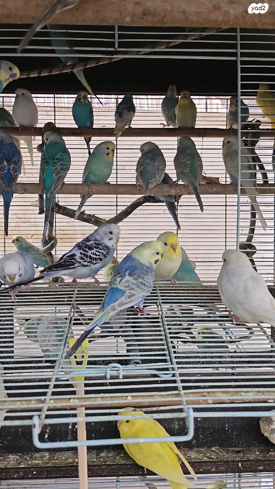 תמונת מודעה - חיות מחמד