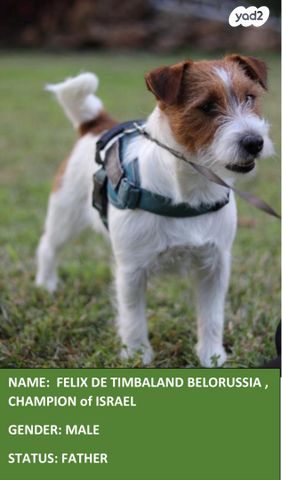 תמונת מודעה - חיות מחמד