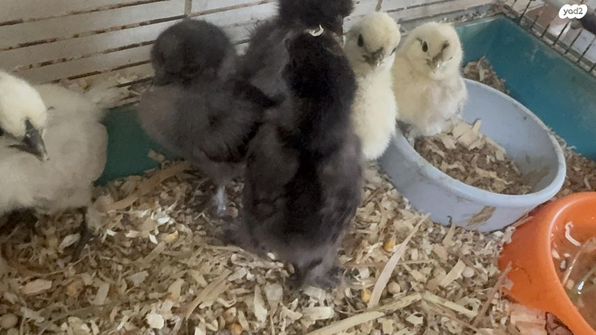 תמונת מודעה - חיות מחמד