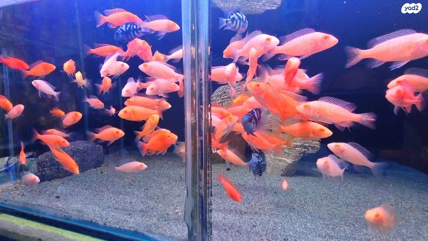 תמונת מודעה - חיות מחמד