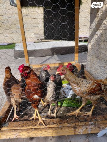 תמונת מודעה - חיות מחמד