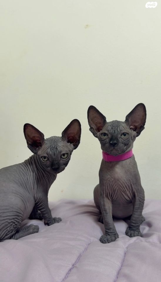 תמונת מודעה - חיות מחמד