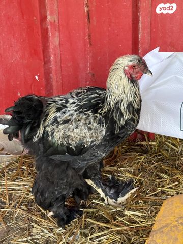 תמונת מודעה - חיות מחמד