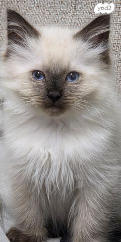 תמונת מודעה - חיות מחמד