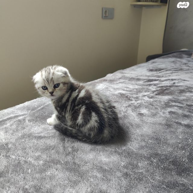 תמונת מודעה - חיות מחמד