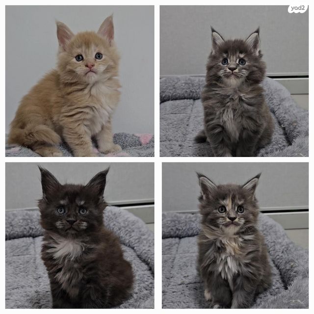 תמונת מודעה - חיות מחמד