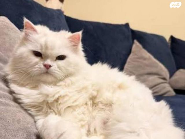 תמונת מודעה - חיות מחמד