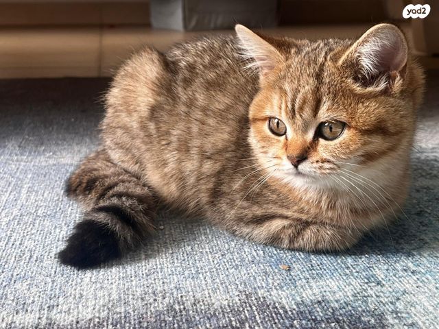 תמונת מודעה - חיות מחמד