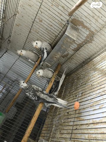 תמונת מודעה - חיות מחמד