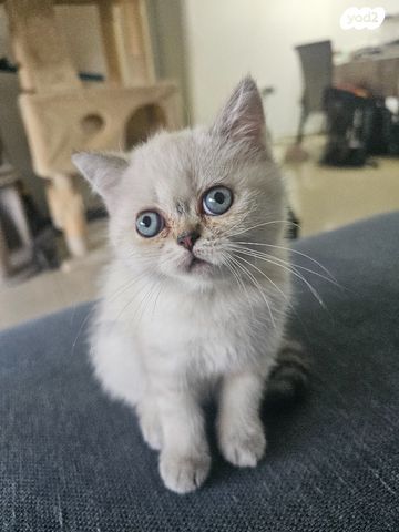 תמונת מודעה - חיות מחמד