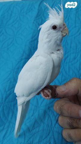 תמונת מודעה - חיות מחמד