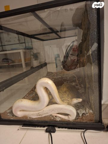 תמונת מודעה - חיות מחמד