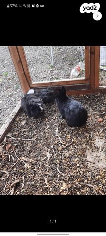 תמונת מודעה - חיות מחמד