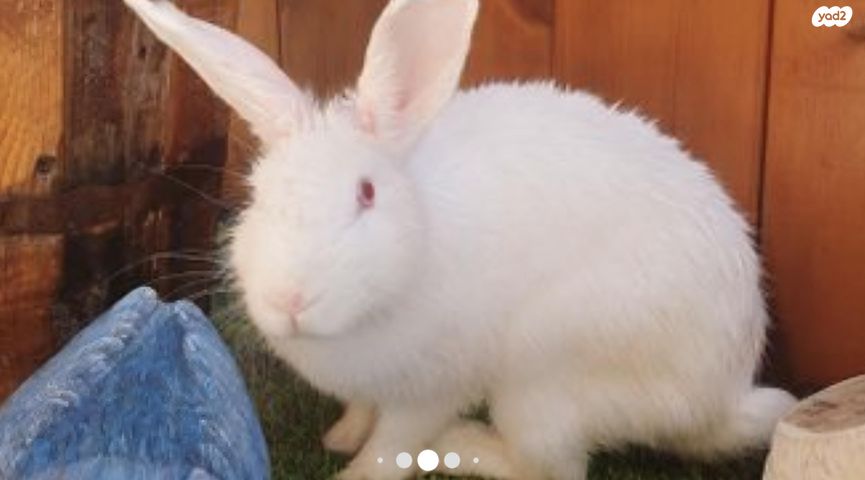 תמונת מודעה - חיות מחמד