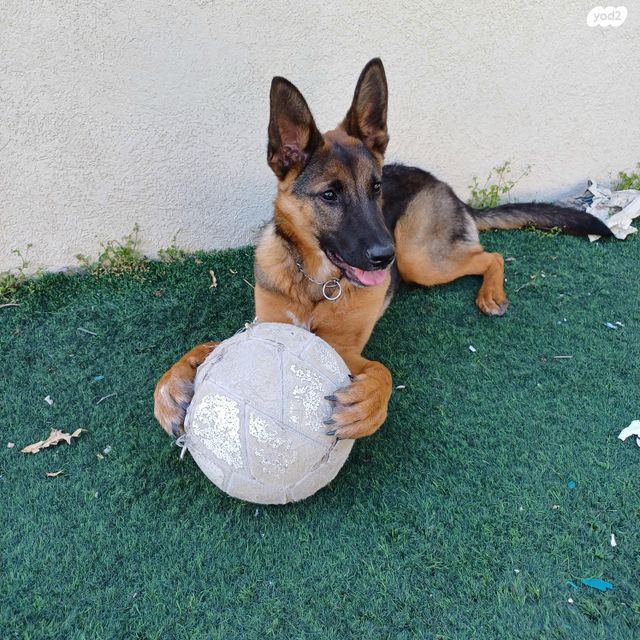 תמונת מודעה - חיות מחמד