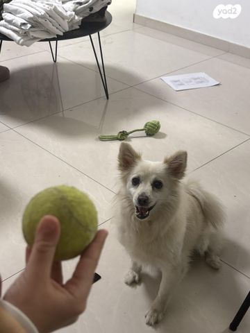 תמונת מודעה - חיות מחמד