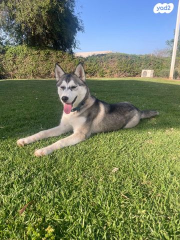 תמונת מודעה - חיות מחמד