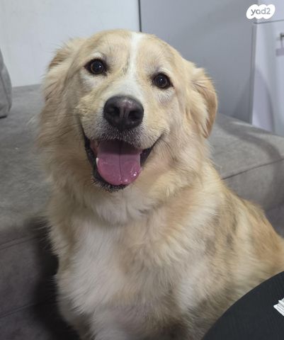 תמונת מודעה - חיות מחמד