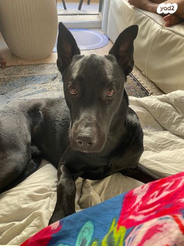 תמונת מודעה - חיות מחמד