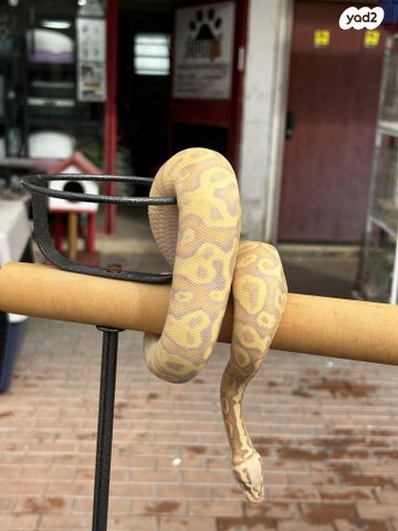 תמונת מודעה - חיות מחמד