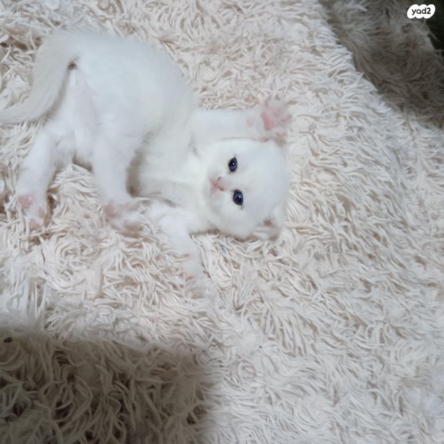 תמונת מודעה - חיות מחמד