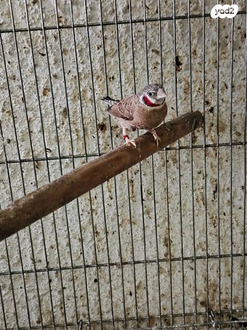תמונת מודעה - חיות מחמד