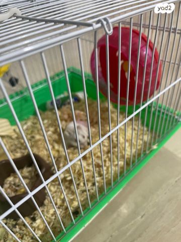 תמונת מודעה - חיות מחמד