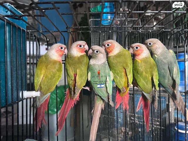 תמונת מודעה - חיות מחמד