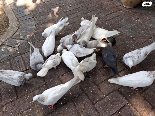 תמונת מודעה - חיות מחמד