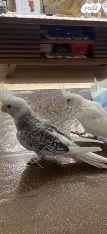 תמונת מודעה - חיות מחמד