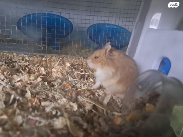 תמונת מודעה - חיות מחמד