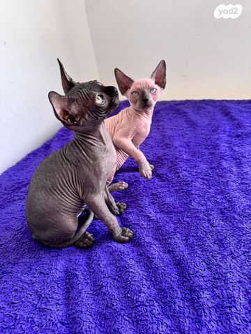 תמונת מודעה - חיות מחמד