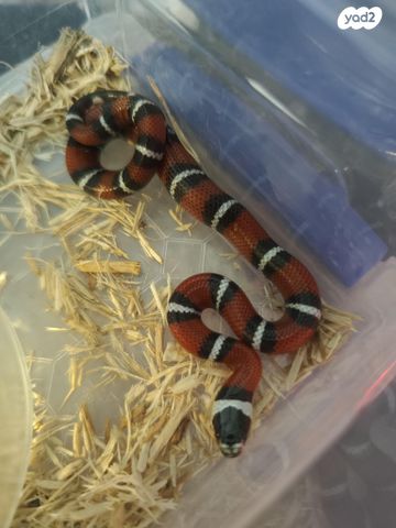 תמונת מודעה - חיות מחמד