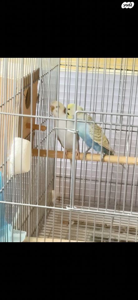 תמונת מודעה - חיות מחמד