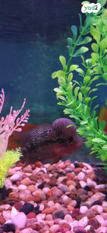 תמונת מודעה - חיות מחמד