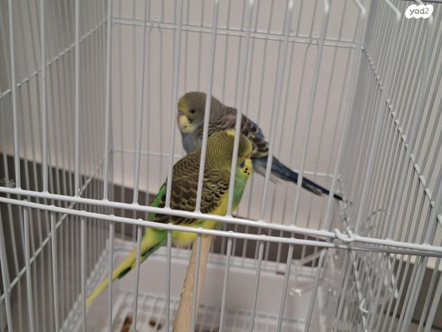 תמונת מודעה - חיות מחמד