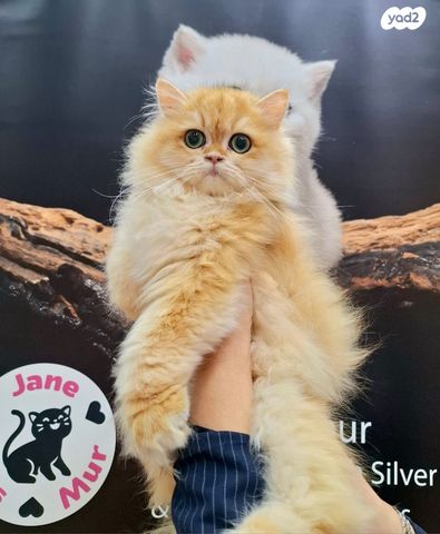 תמונת מודעה - חיות מחמד