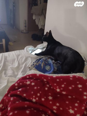 תמונת מודעה - חיות מחמד