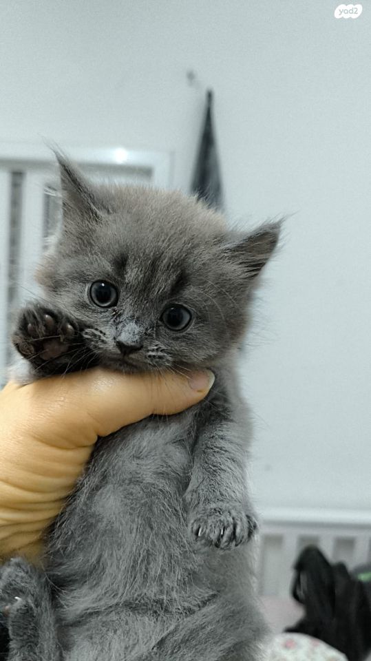 תמונת מודעה - חיות מחמד