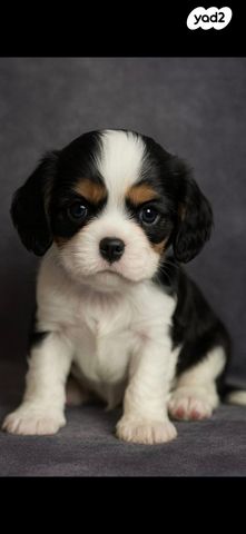 תמונת מודעה - חיות מחמד