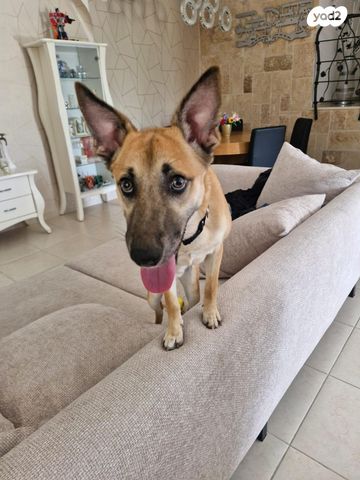 תמונת מודעה - חיות מחמד