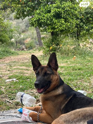 כלב רועה גרמני