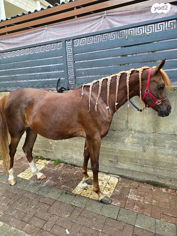 תמונת מודעה - חיות מחמד